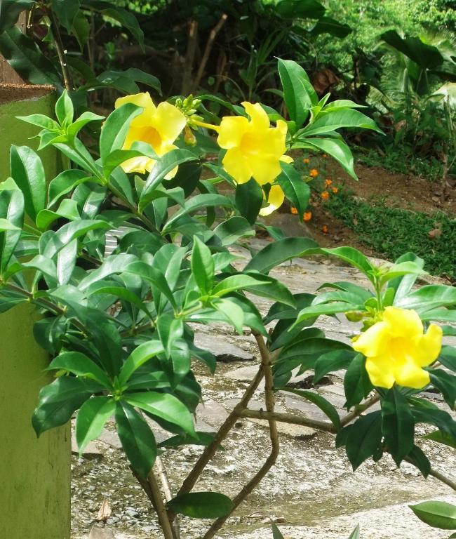 Serenity Lodges Dominica Marigot Exterior foto